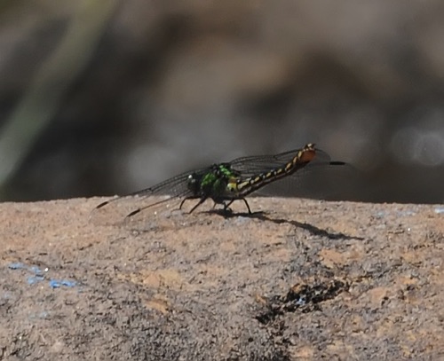 Female
11 June 2017  Randolph, WV
